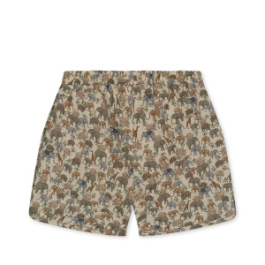 Boxer mare – Safari