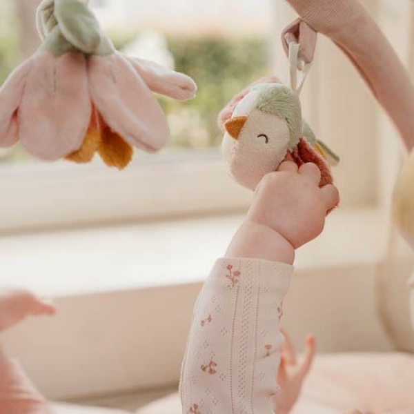 Palestrina morbida – Fairy Garden